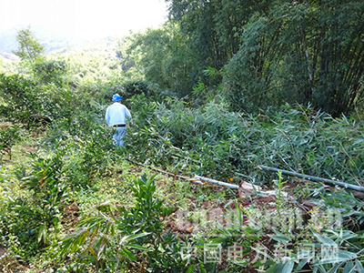 新平供電：清除樹障