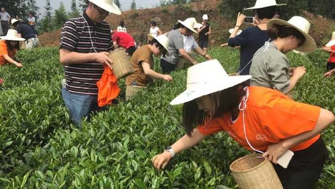 這片北緯30°的優質茶園，探索了產業扶貧擁抱“互聯網+“新路