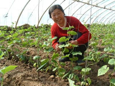 吉林搭建“互聯網+農業”合作平臺（圖）